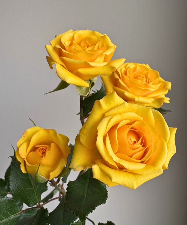 Spray Rose Yellow Bunch