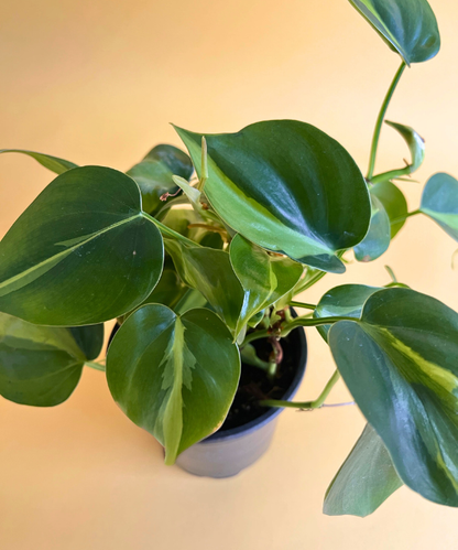 Philodendron Assortment