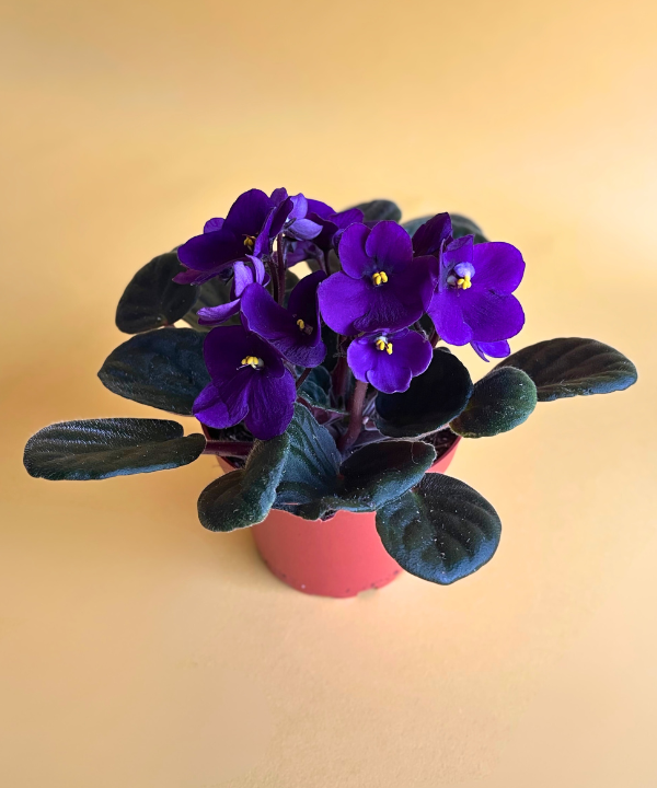 African Violets Purple Tray (18 count)