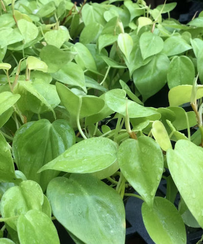 Philodendron Assortment