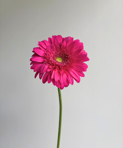 Gerbera Daisy Hot Pink Bunch