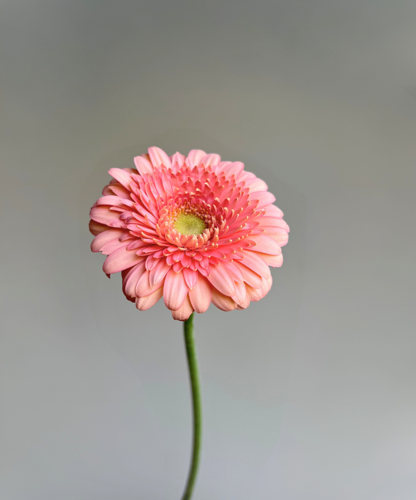 Gerbera Daisy Pink Bunch