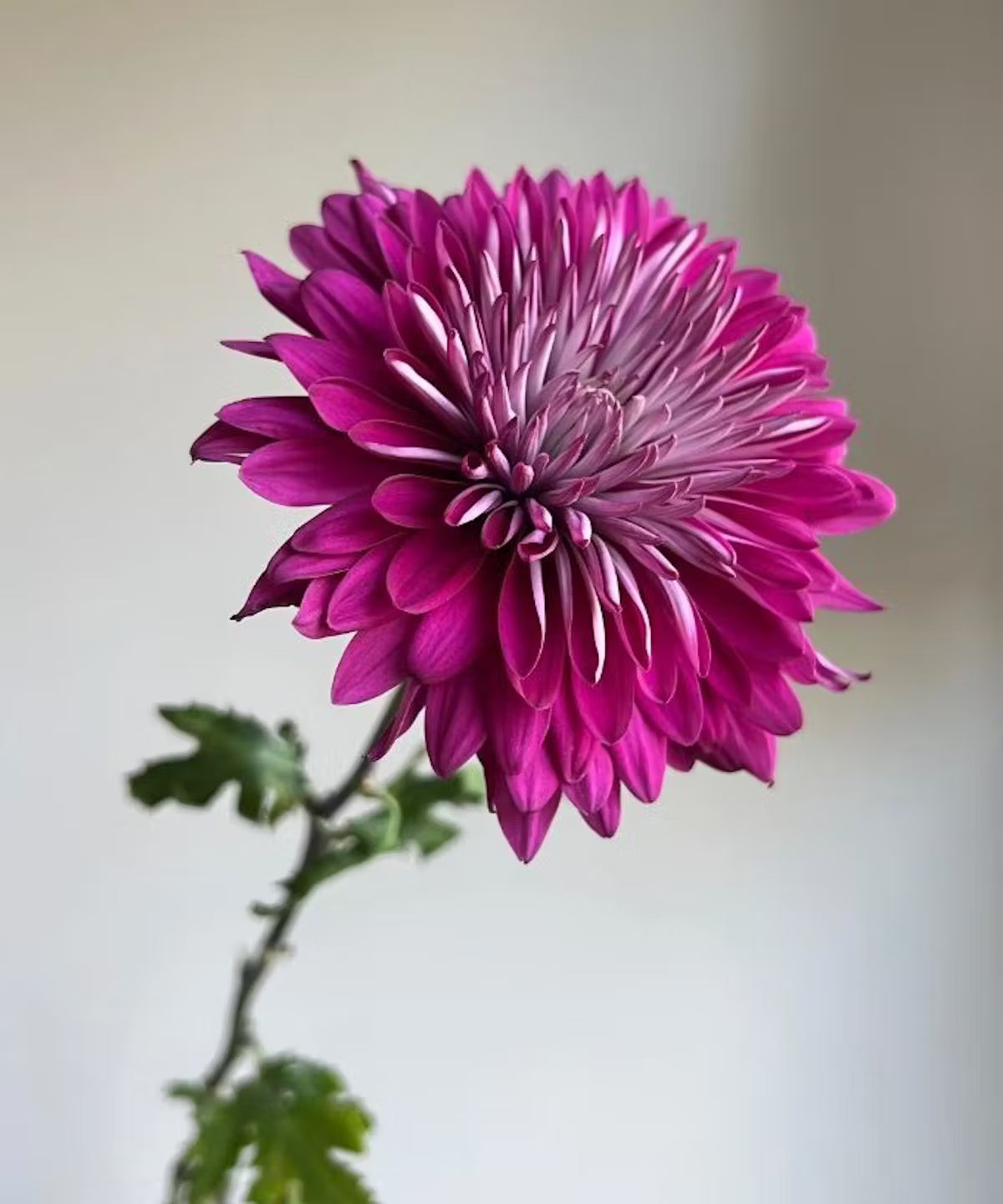 Cremone Mum Purple Bunch