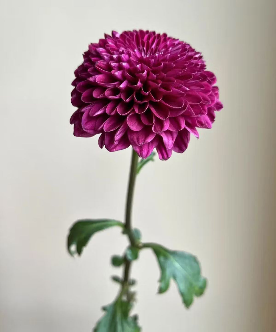 Disbud Mum Purple Bunch