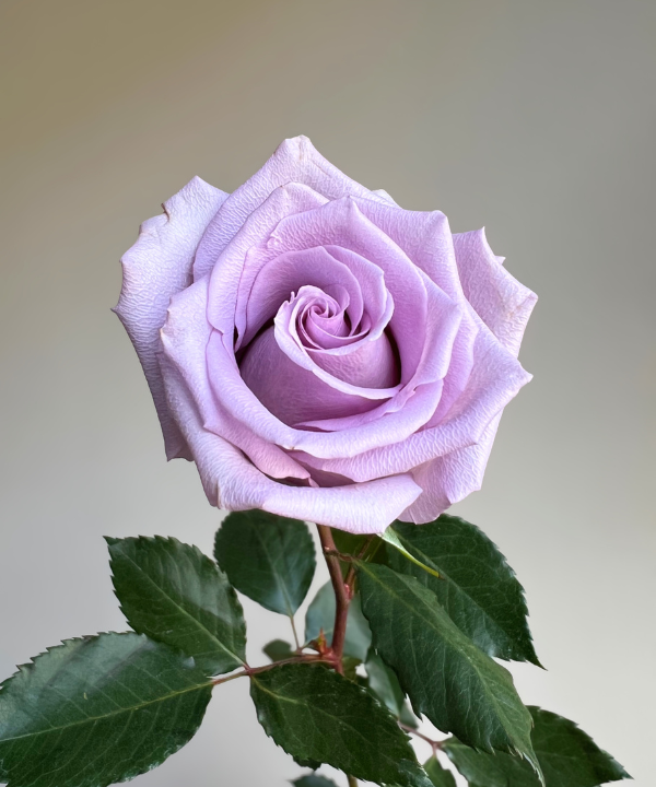 Rose Lavender Bunch