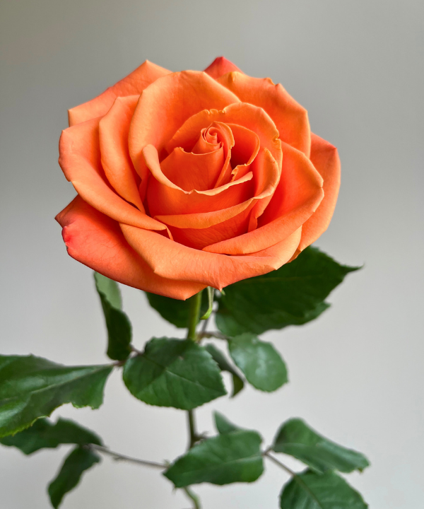 Rose Orange Bunch