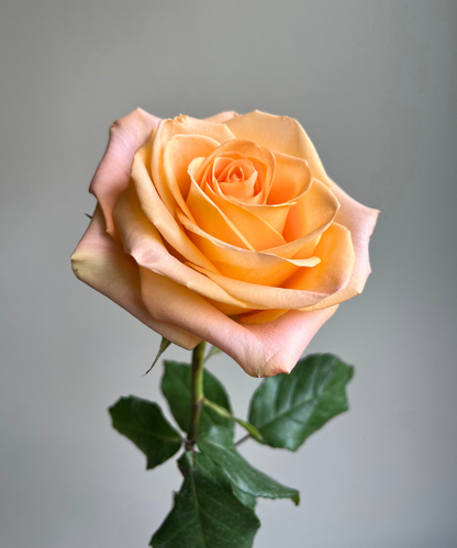 Rose Peach Bunch