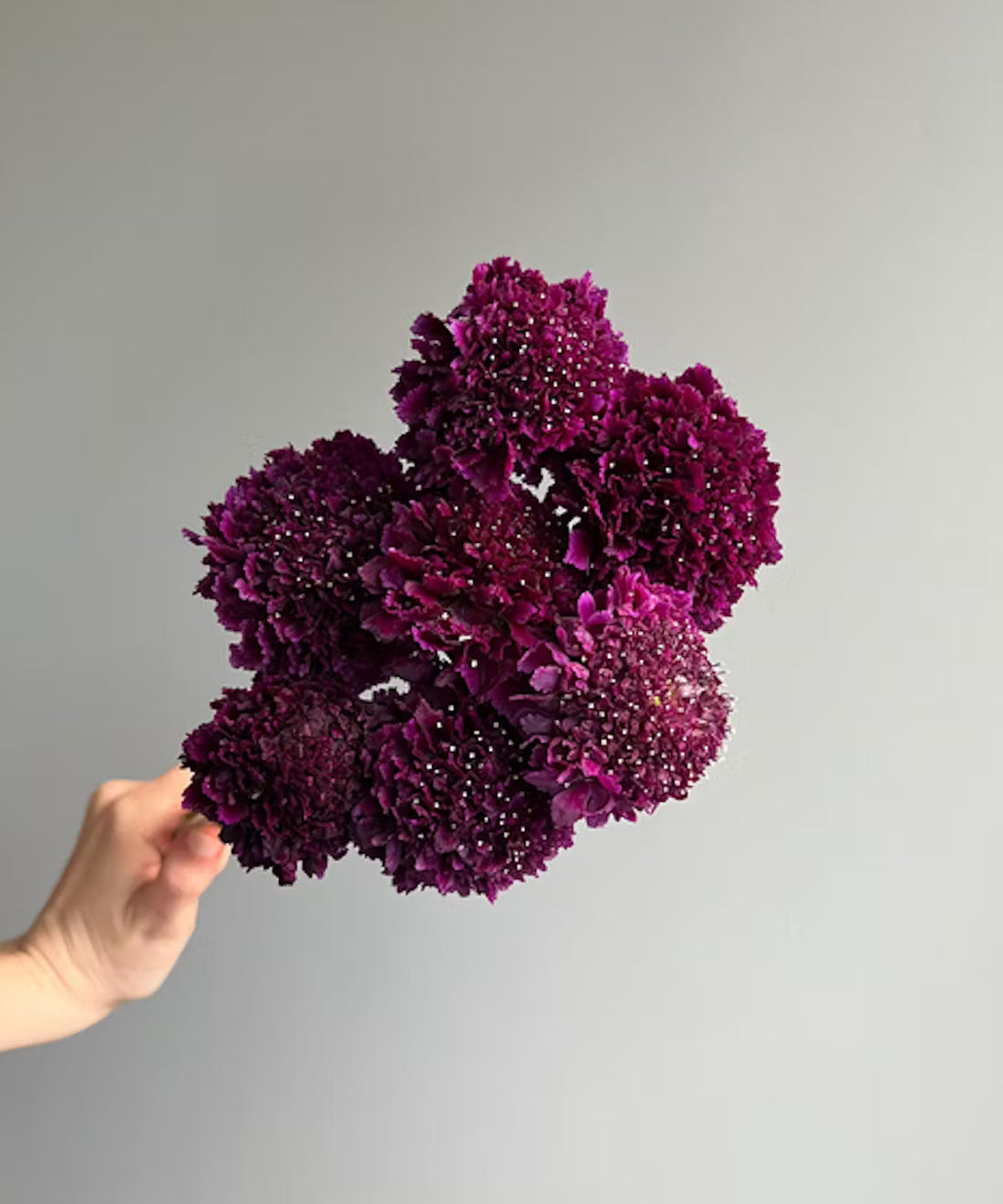 Scabiosa Purple Bunch