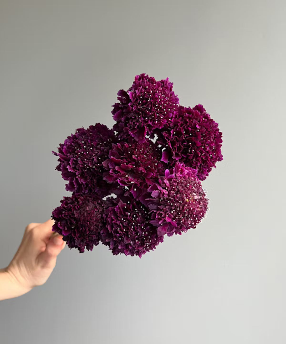 Scabiosa Purple Bunch