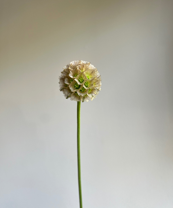 Scabiosa Pod Bunch