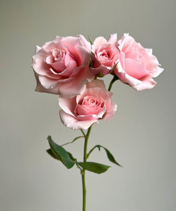 Spray Rose Pink Bunch