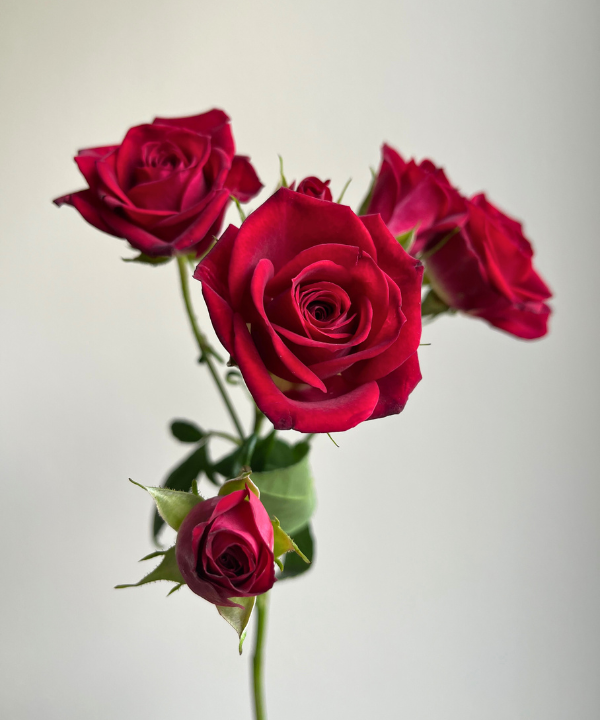 Spray Rose Red Bunch