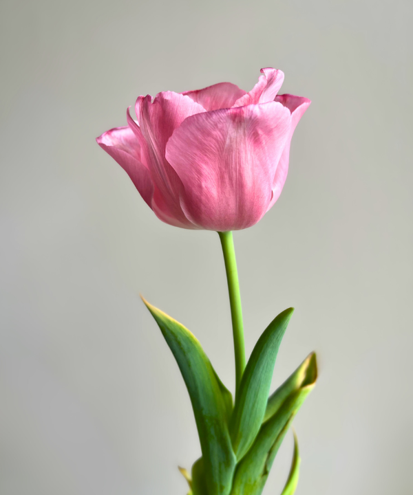 Tulip Light Pink Bunch