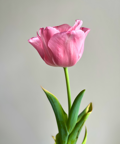 Tulip Light Pink Bunch