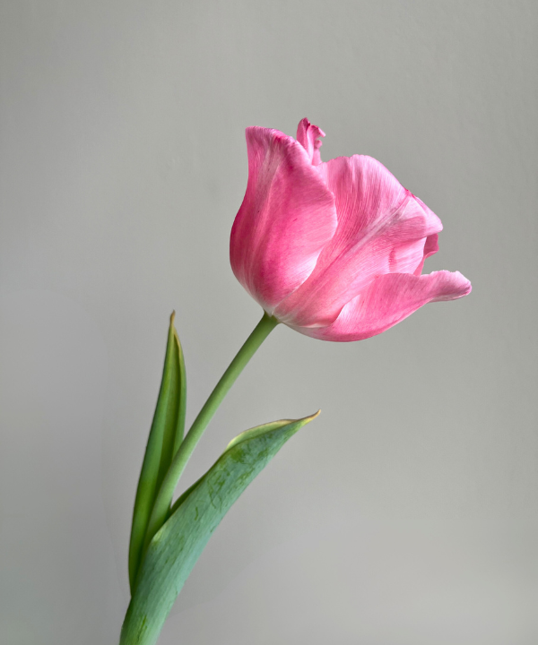 Tulip Light Pink Bunch