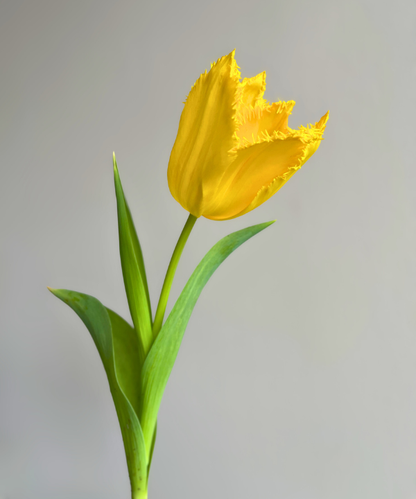 Tulip Fringe Yellow Bunch