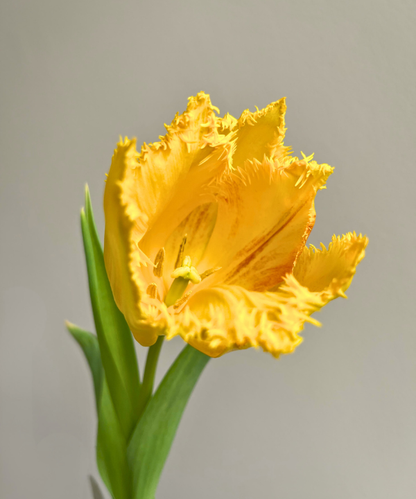 Tulip Fringe Yellow Bunch