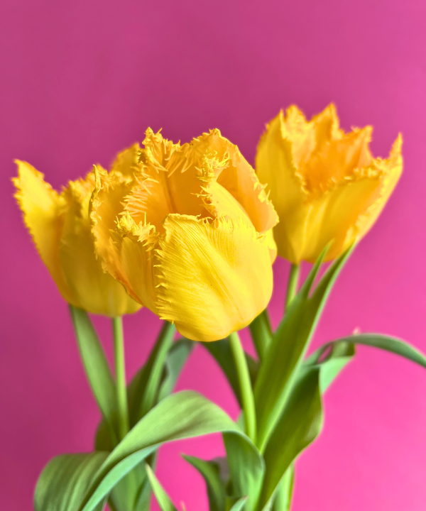 Tulip Fringe Yellow Bunch
