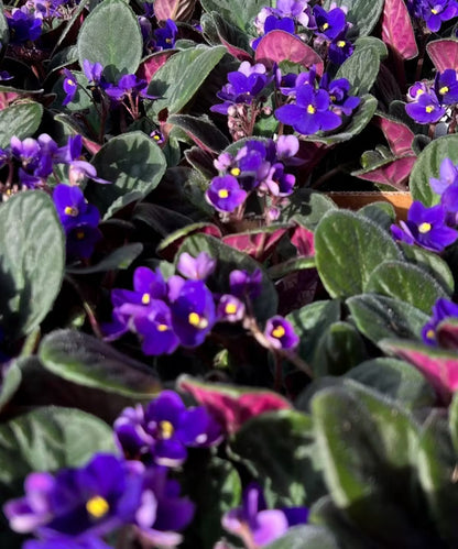 African Violets Purple Tray (18 count)