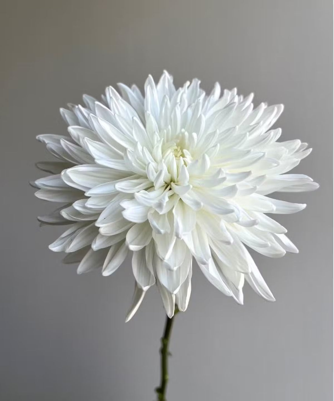 Cremone Mum White Bunch