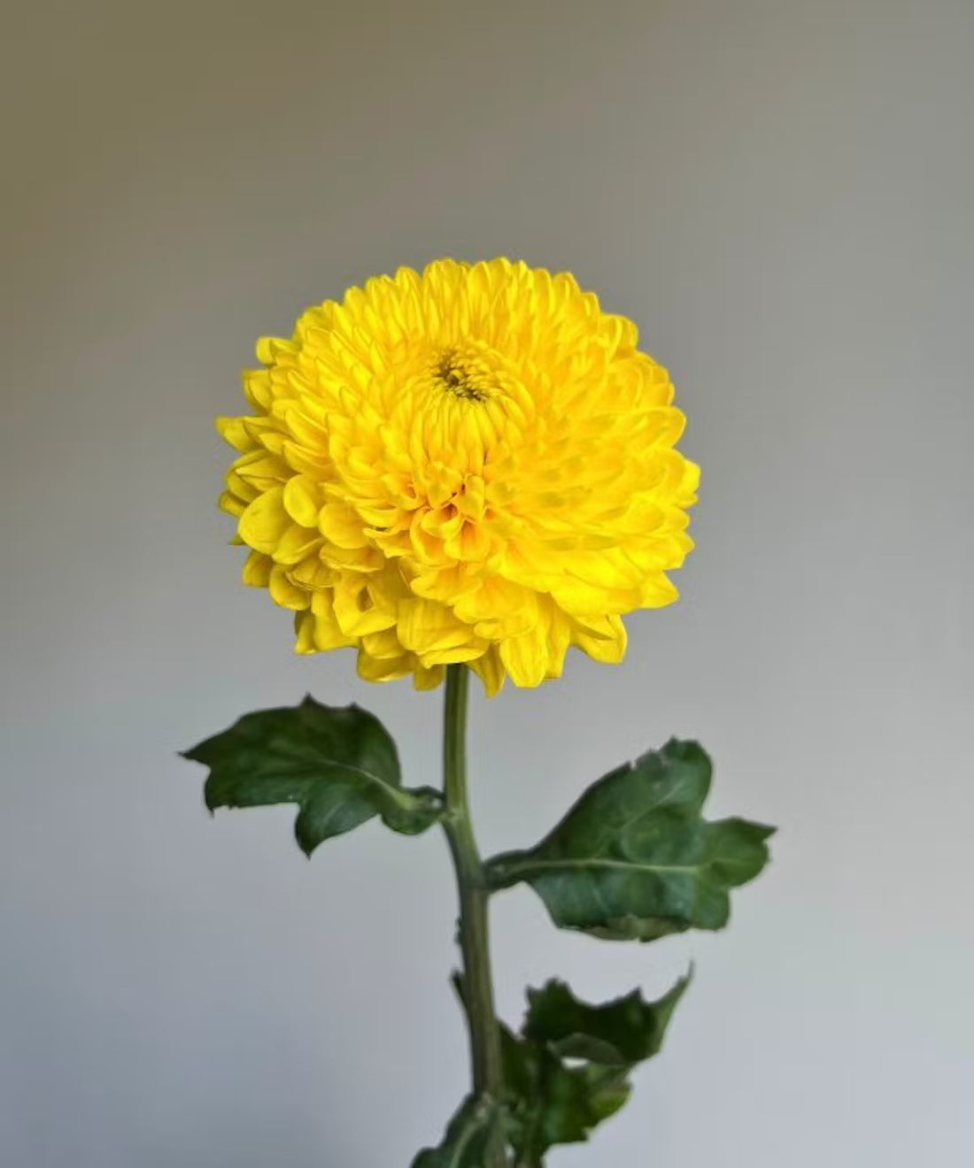Disbud Mum Yellow Bunch