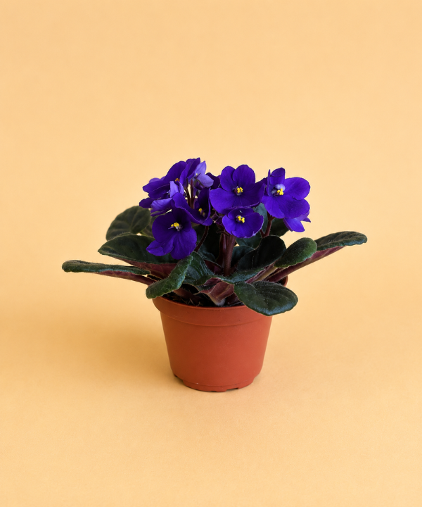 African Violets Purple Tray (18 count)