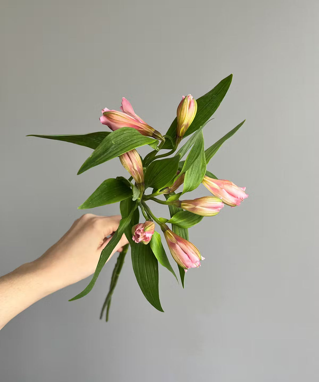 Alstroemeria Pink Bunch
