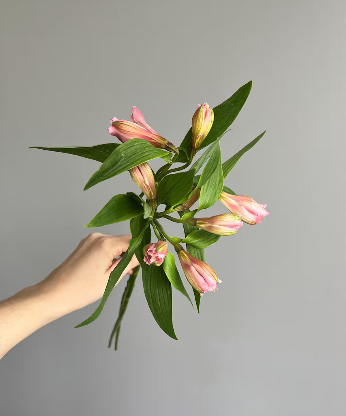 Alstroemeria Pink Bunch