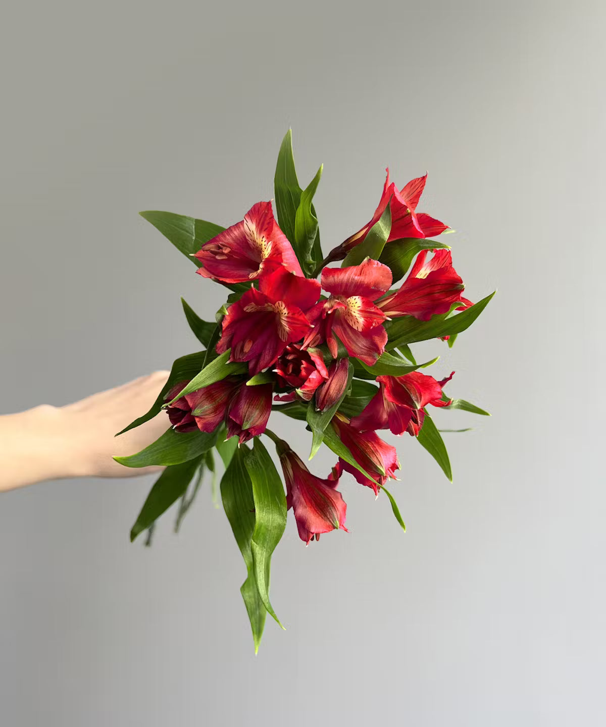 Alstroemeria Red Bunch