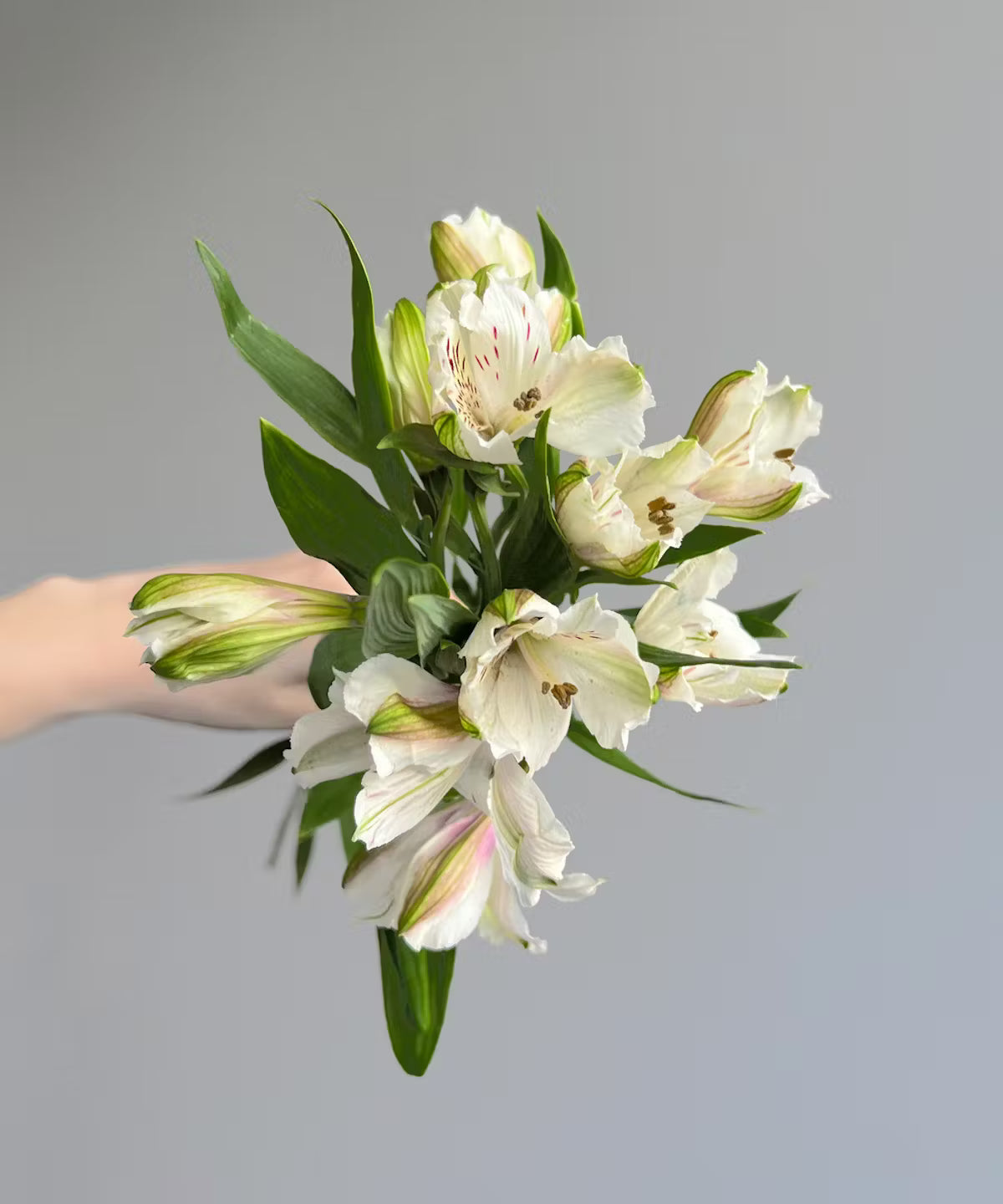 Alstroemeria White Bunch