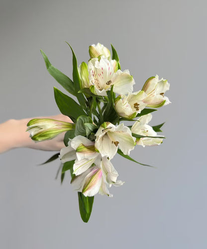 Alstroemeria White Bunch