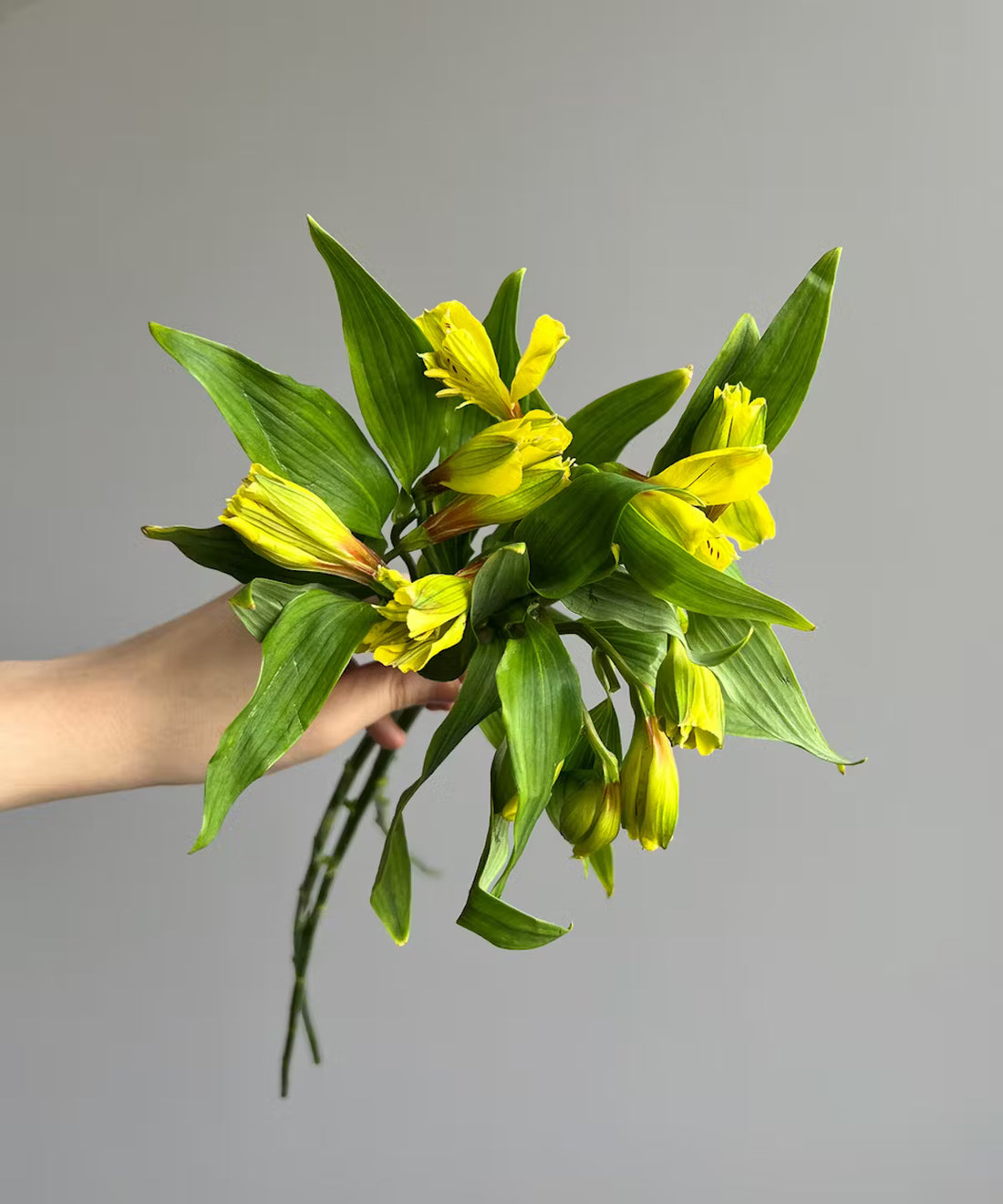 Alstroemeria Yellow Bunch