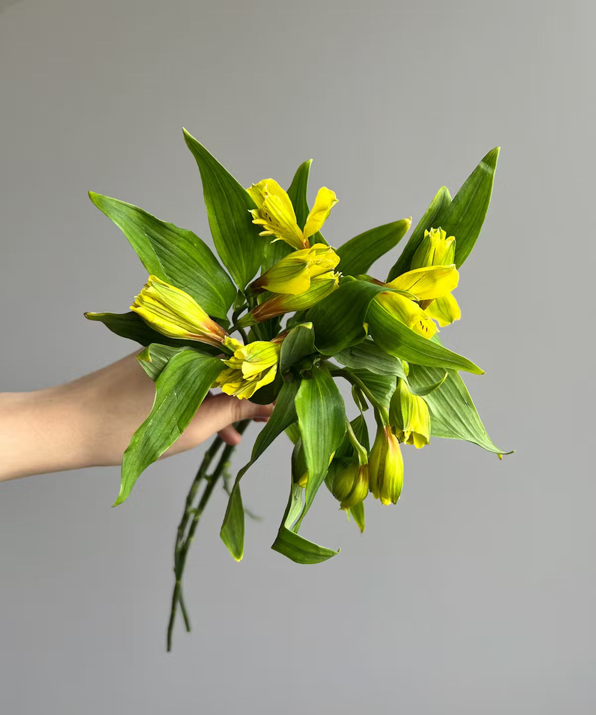 Alstroemeria Yellow Bunch