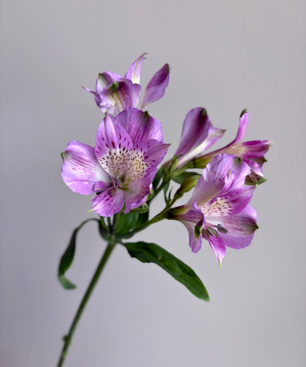 Alstroemeria Lavender Bunch