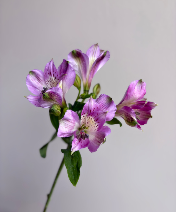 Alstroemeria Lavender Bunch
