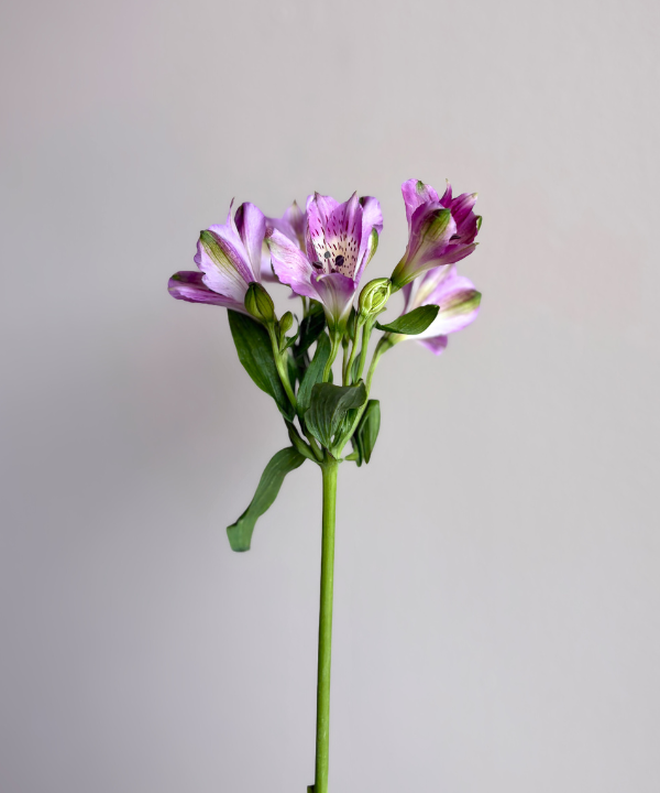 Alstroemeria Lavender Bunch