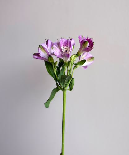 Alstroemeria Lavender Bunch