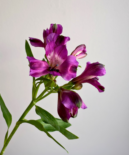 Alstroemeria Purple Bunch