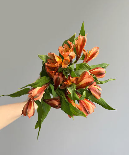 Alstroemeria Orange Bunch