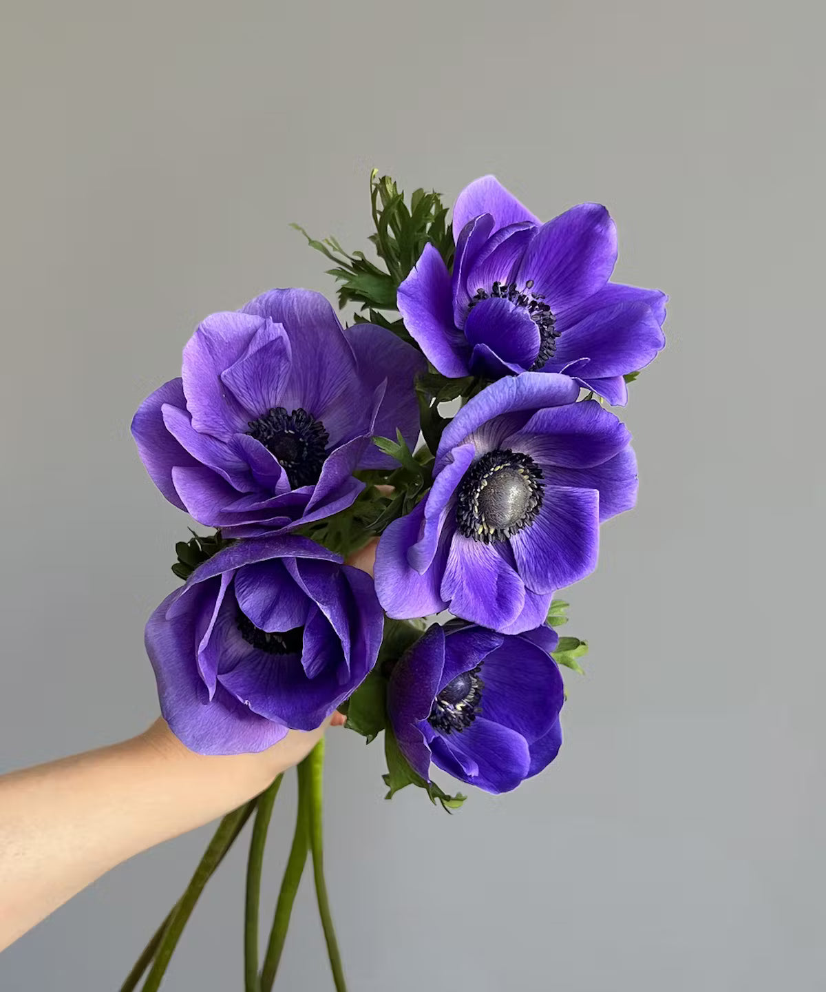 Anemone Blue Bunch