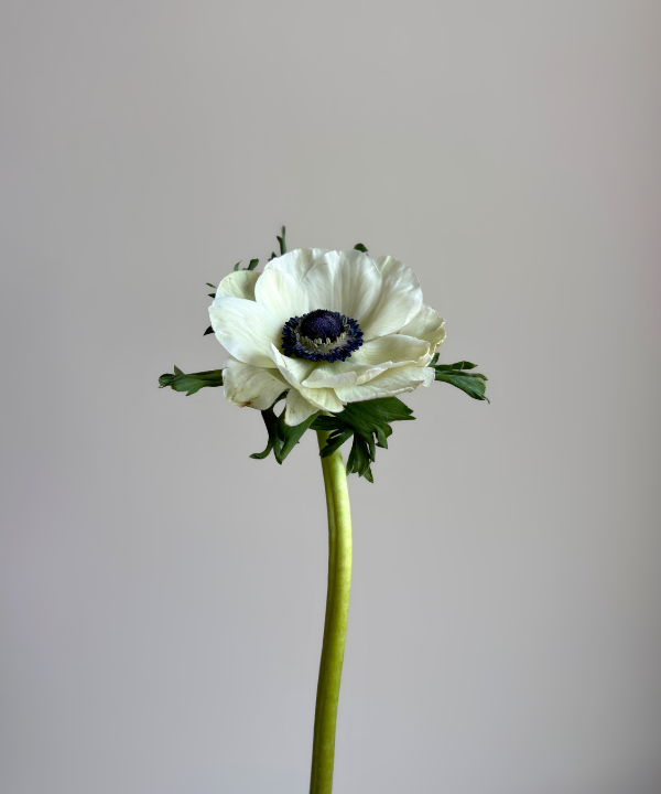 Anemone White Bunch