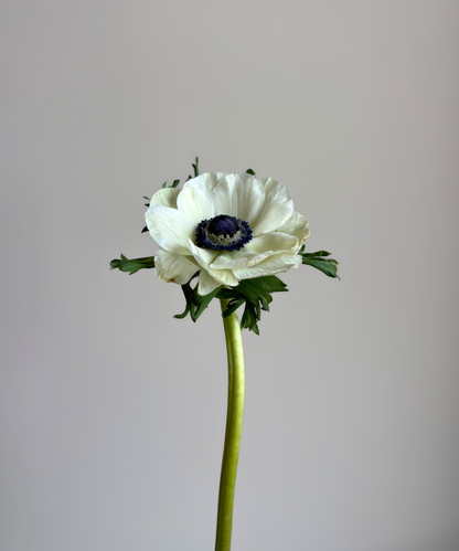 Anemone White Bunch