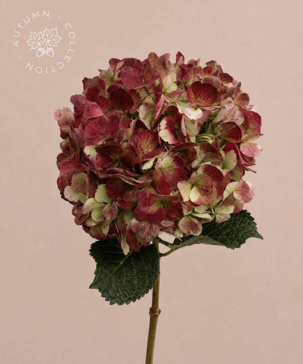 FALL Hydrangea Antique Red Bunch