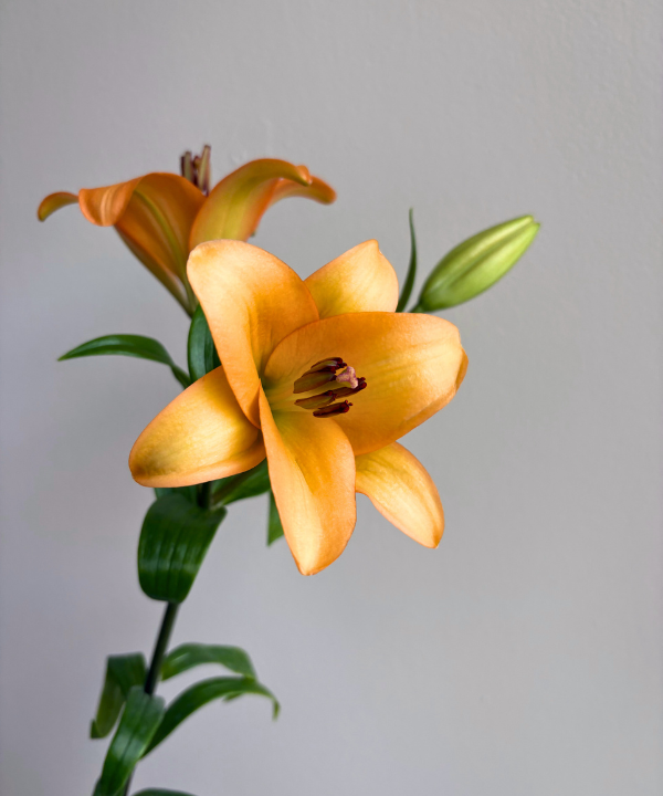 Lily Asiatic Orange Bunch