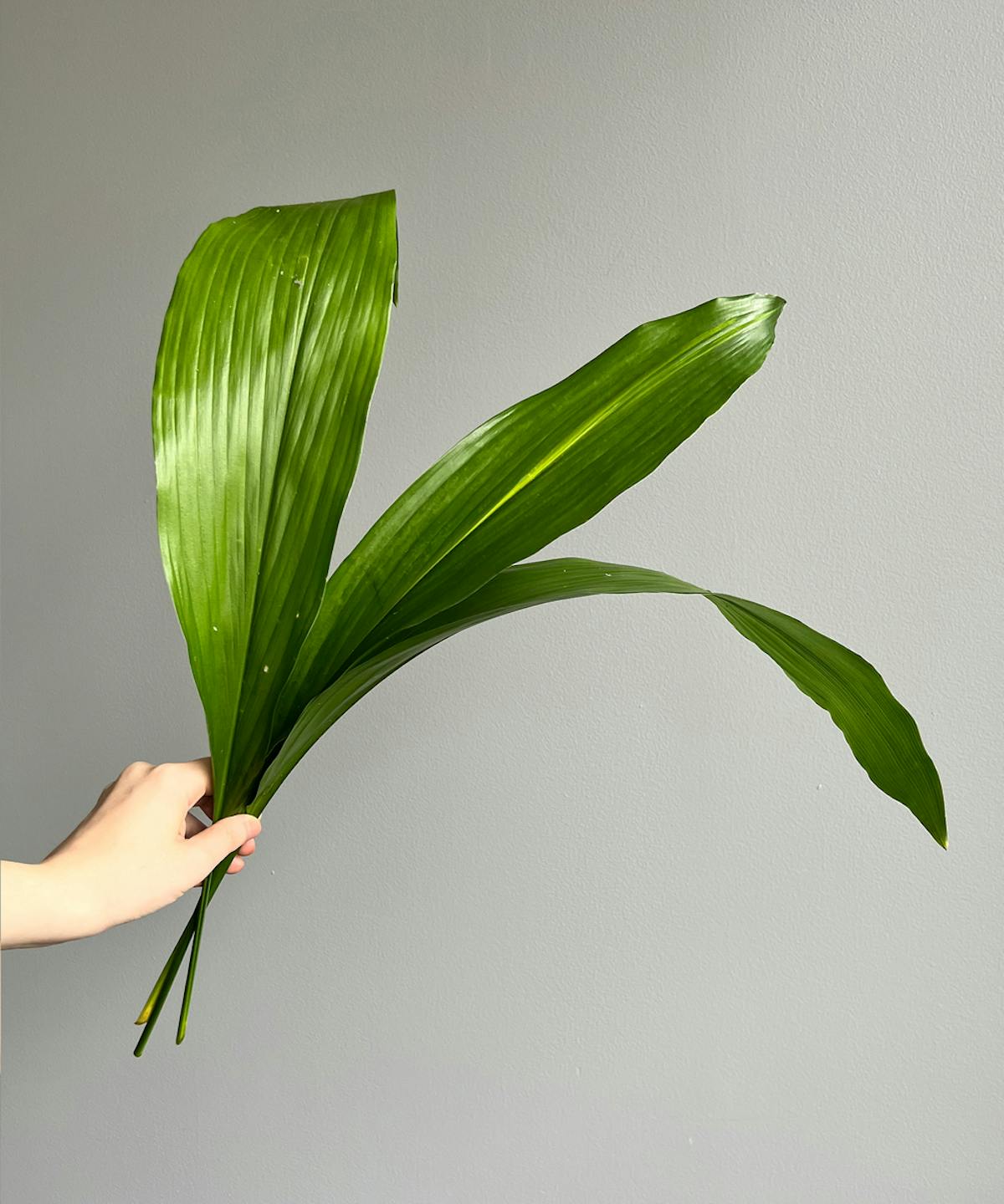 Aspidistra Bunch