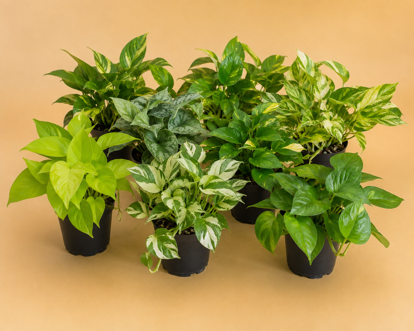 Pothos Assortment
