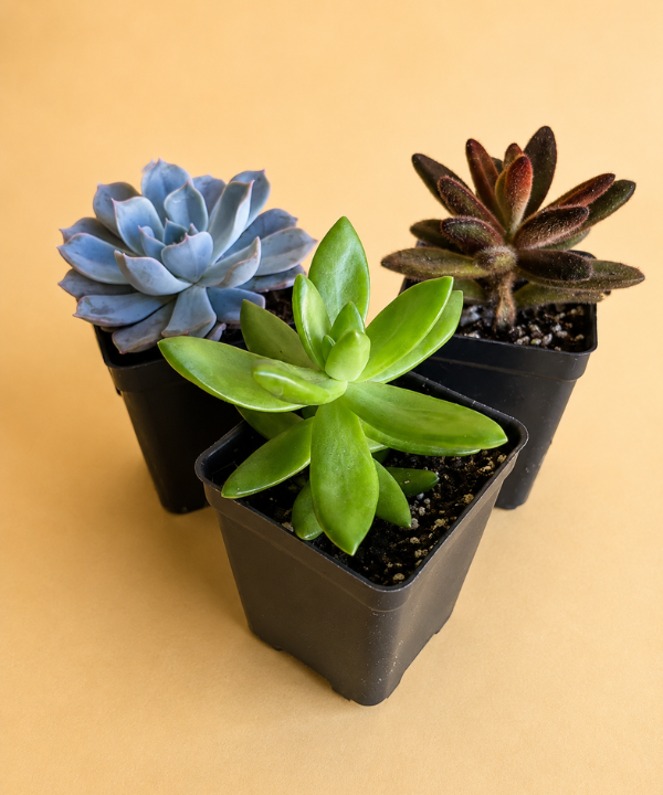 Succulent Assortment Tray (32 count)