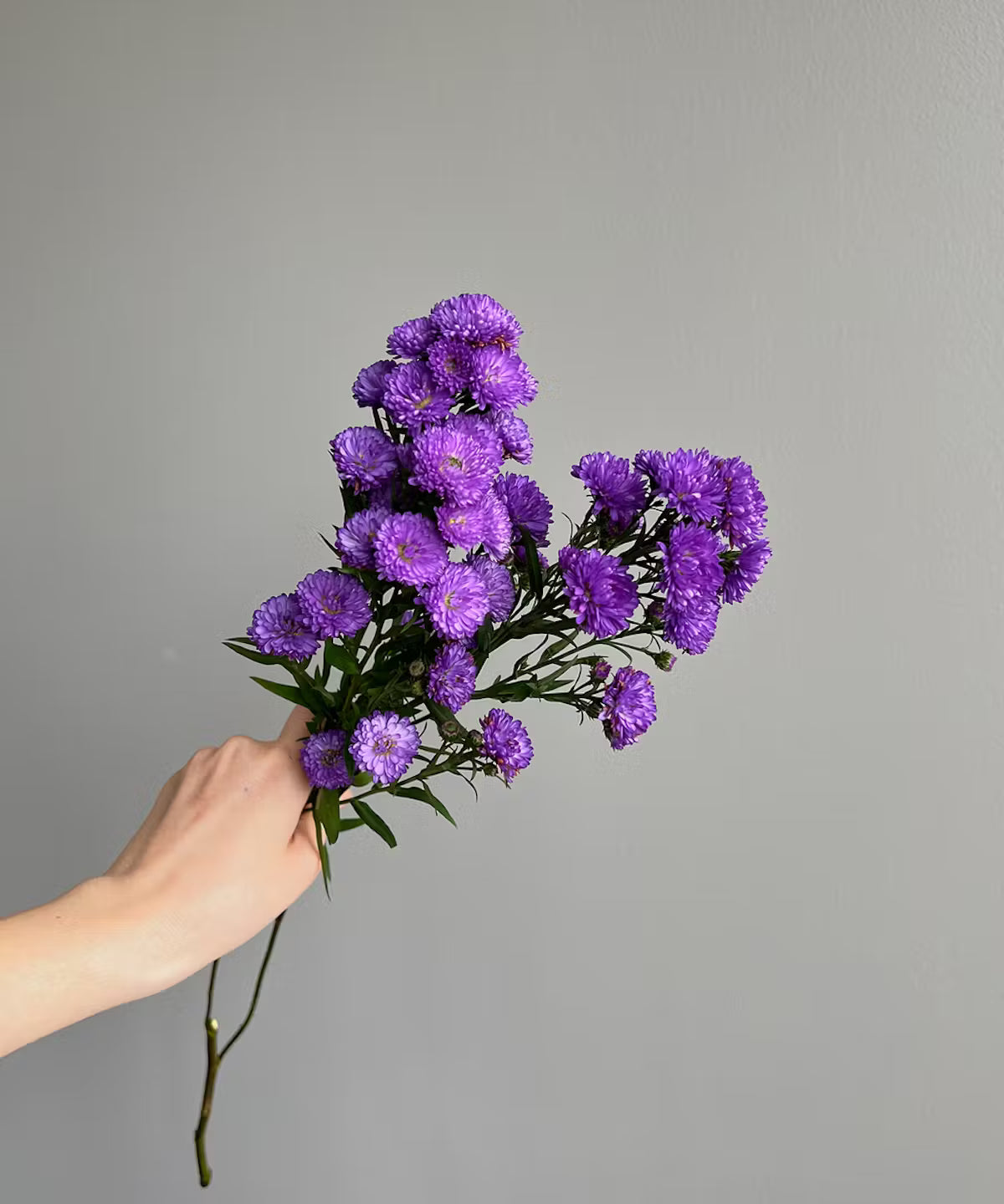 Aster Purple Bunch
