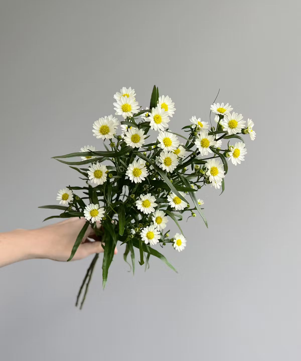 Aster White Bunch