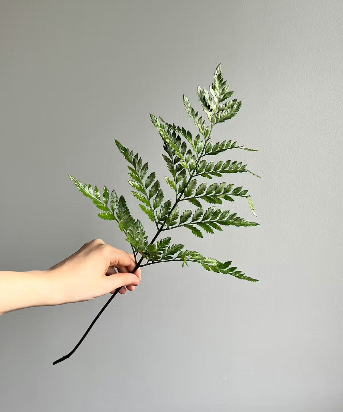 Baker Fern Bunch